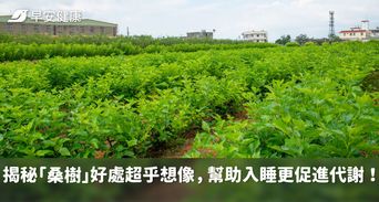 結合中醫藥典與西方科學，順天堂在地培育有成，揭秘「桑樹」好處超乎想像，幫助入睡更促進代謝！