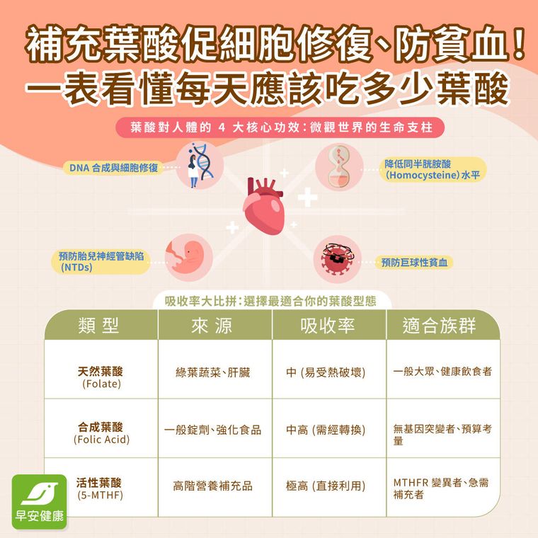 葉酸功效解析：不只備孕！護心血管、預防失智的關鍵指南