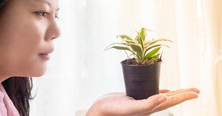 螢幕看久眼壓高？醫推2種「最強護眼植物」像幫眼睛做SPA