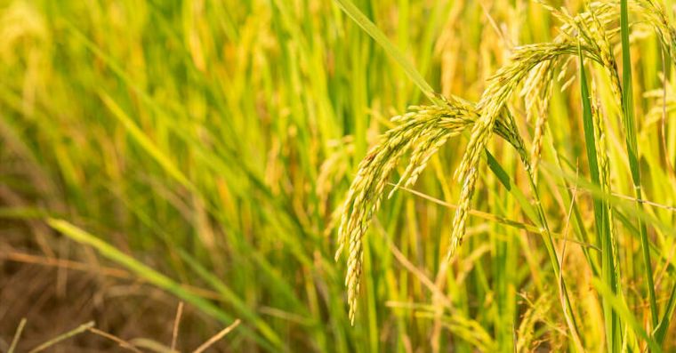 芒種節氣吃什麼？芒種清熱去濕菜單、養生秘訣與禁忌