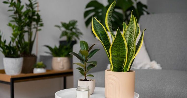 虎尾蘭放對位置招財淨化空氣！這4個位置千萬別擺，這樣養愈來愈茂盛