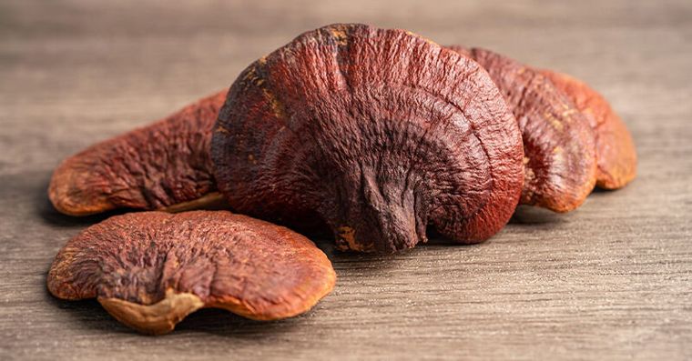 靈芝、牛樟芝真是靈丹妙藥？專家揭「真實療效」與1禁忌