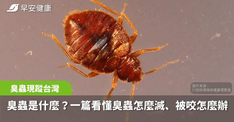 台南旅館驚見臭蟲現蹤！臭蟲怎麼消滅？臭蟲叮咬會怎樣？如何預防臭蟲上身？