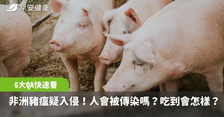 非洲豬瘟疑入侵台灣，10天117頭豬暴斃！人會被傳染嗎？6大QA快速看