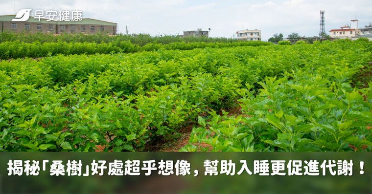結合中醫藥典與西方科學，順天堂在地培育有成，揭秘「桑樹」好處超乎想像，幫助入睡更促進代謝！
