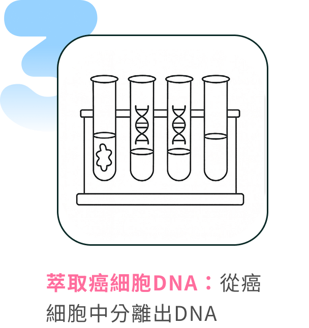 萃取癌細胞DNA:從癌細胞中分離出DNA