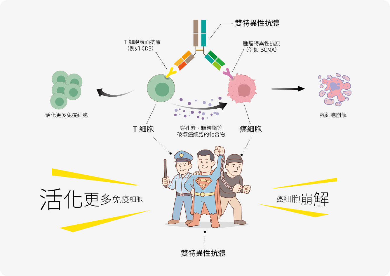 BsAb如何「雙手出擊」摧毀癌細胞?